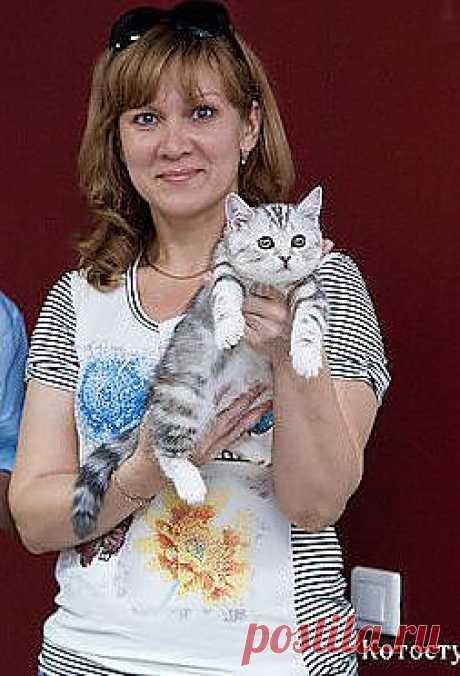 шотландская кошечка на выставке