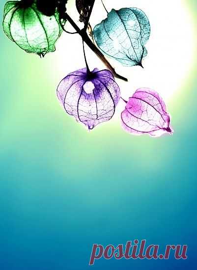 Pinterest