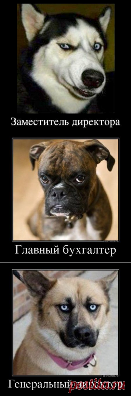 Моя работа в лицах / Писец - приколы интернета