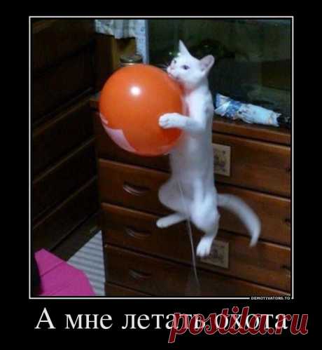 Демотиваторы.ру | А мне летать охота