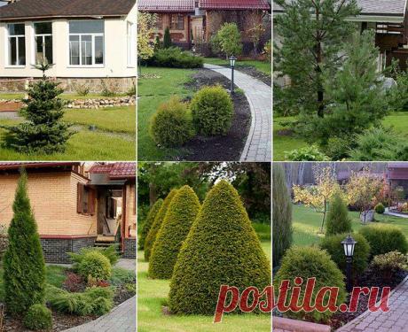 КОМПОЗИЦИИ ИЗ ХВОЙНЫХ РАСТЕНИЙ | Самоцветик