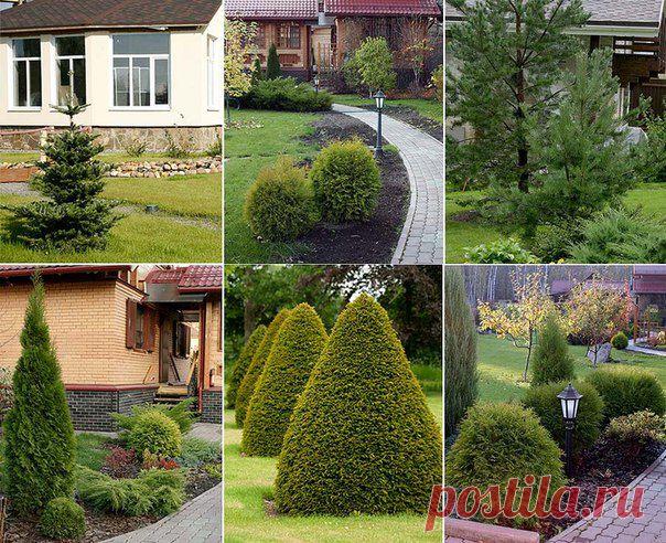 КОМПОЗИЦИИ ИЗ ХВОЙНЫХ РАСТЕНИЙ | Самоцветик