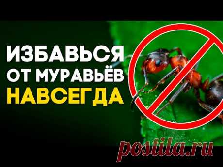 УНИВЕРСАЛЬНОЕ СРЕДСТВО ОТ МУРАВЬЁВ ДОМА И НА ДАЧЕ! ОТ ЧЕГО ПОГИБНУТ МУРАВЬИ? \\ Димон и пумба