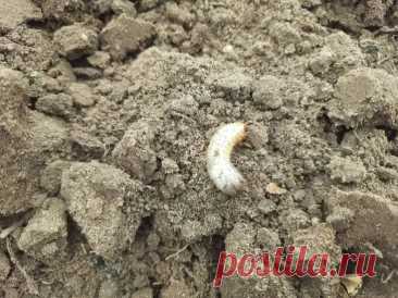 Что положить в лунку, чтобы проволочник ушел навсегда: список из трех копеечных средств. Первое средство — древесная зола. Она меняет кислотность почвы, делая её неблагоприятной для личинок жука-щелкуна.