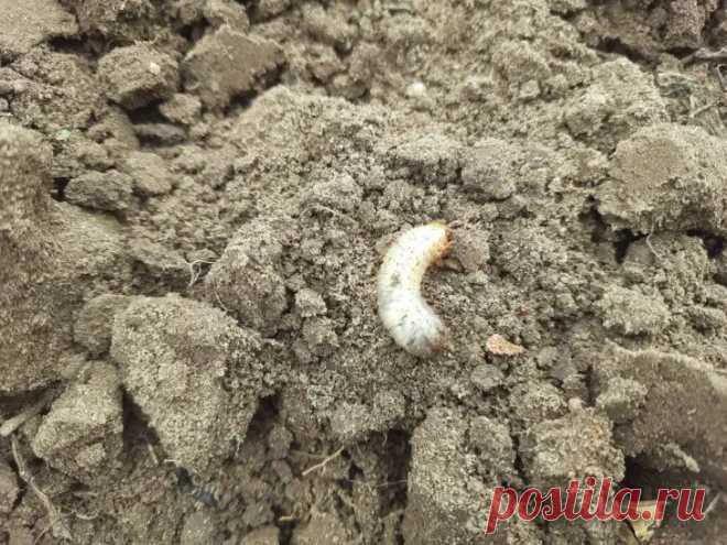 Что положить в лунку, чтобы проволочник ушел навсегда: список из трех копеечных средств. Первое средство — древесная зола. Она меняет кислотность почвы, делая её неблагоприятной для личинок жука-щелкуна.