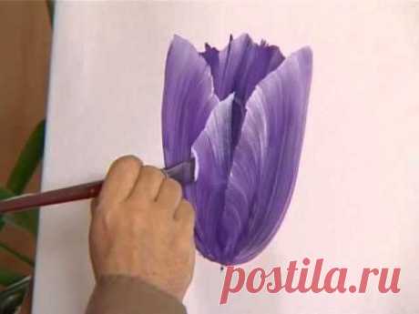Tulpe