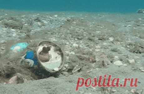 Дайвинг в Хургаде