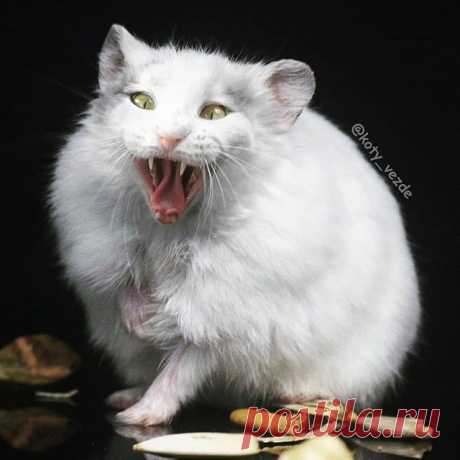 Mad cat-hamster - @smugchild
.
.
Merch - @kotomerch
.
#кот #котик #коты #cat #cats #catsofinstagram #catsagram  #Photoshop #meme #memes #catmeme #funnycats #humor #юмор #humor #cats_of_instagram #catsofworld #catlover 
#animal #animals #猫 #lol
#мем #hamster #hamsters #хомяк #hamster🐹 #mouse .
You can support me by buying a mix with your pet or at Patreon!