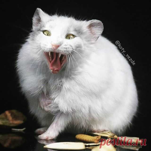 Mad cat-hamster - @smugchild
.
.
Merch - @kotomerch
.
#кот #котик #коты #cat #cats #catsofinstagram #catsagram  #Photoshop #meme #memes #catmeme #funnycats #humor #юмор #humor #cats_of_instagram #catsofworld #catlover 
#animal #animals #猫 #lol
#мем #hamster #hamsters #хомяк #hamster🐹 #mouse .
You can support me by buying a mix with your pet or at Patreon!