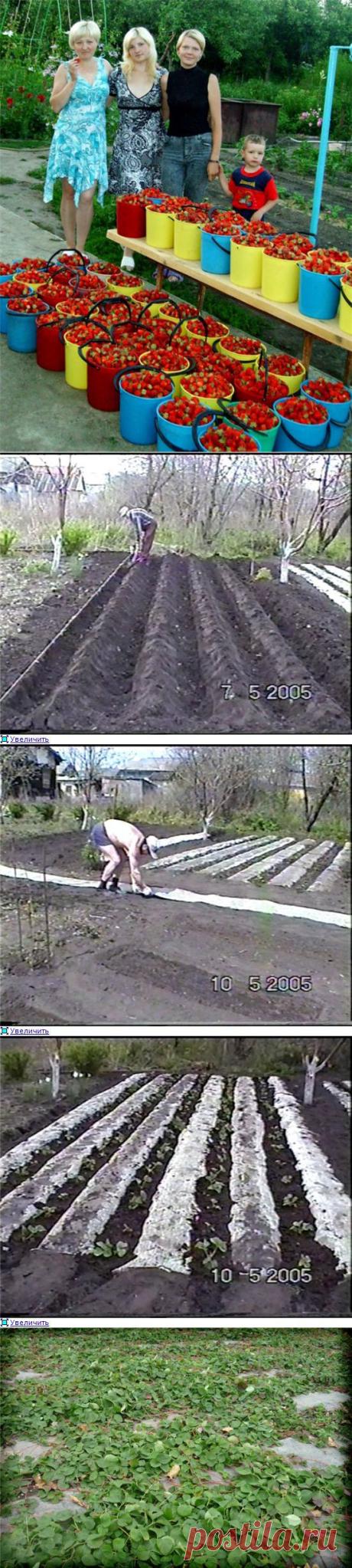 ВЫРАЩИВАНИЕ САДОВОЙ ЗЕМЛЯНИКИ (КЛУБНИКИ). | Самоцветик