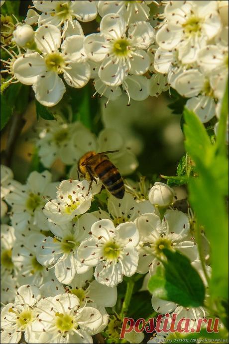 Фотопрогулки. Поваляться в ковыле