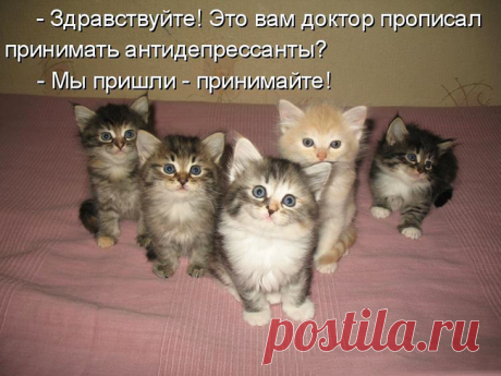 (72) Фитнес для мозга - Хроника