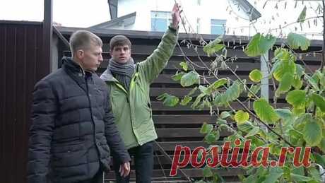 Как сформировать штамбовое дерево? Важные принципы!