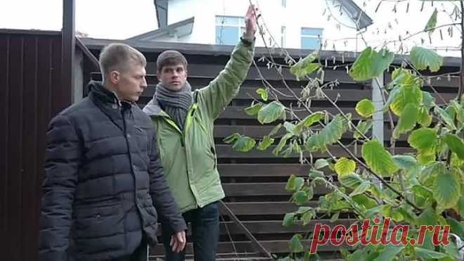 Как сформировать штамбовое дерево? Важные принципы!