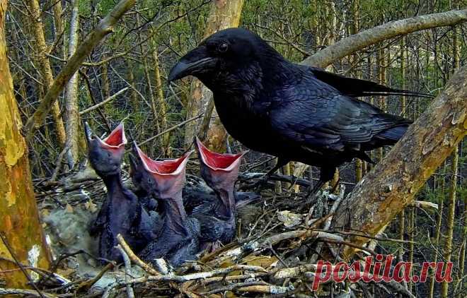 страницы которые создавались константина валерьевича сосницкого краснодар: 10 тыс изображений найдено в Яндекс.Картинках