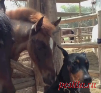 Люди зовут его «заклинателем лошадей». Ты ахнешь, когда увидишь пса в действии! «Мой конь, что хочу, то и делаю!»