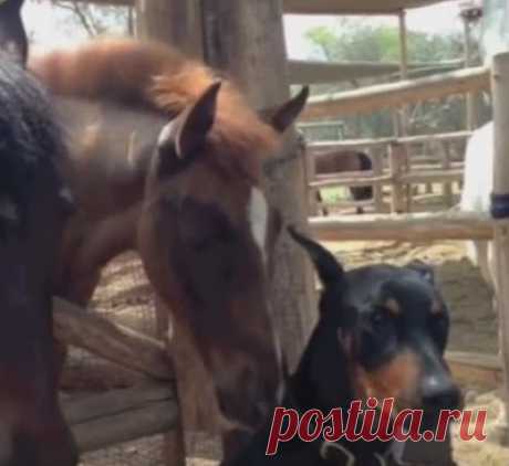 Люди зовут его «заклинателем лошадей». Ты ахнешь, когда увидишь пса в действии! «Мой конь, что хочу, то и делаю!»