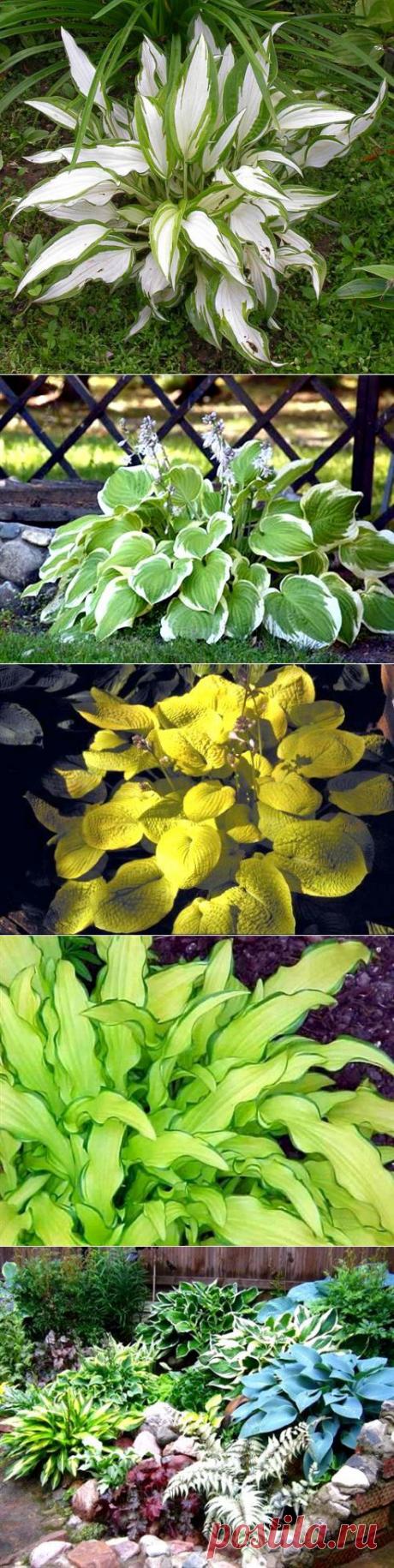 Красивая хоста в вашем саду