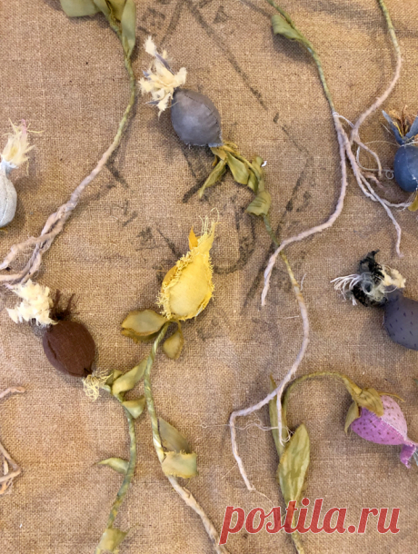 seed_pods.jpg (660×875)