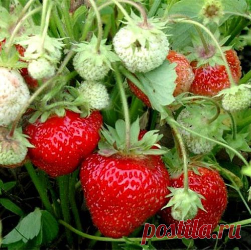 Самоцветик
