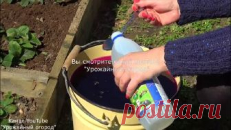 СРОЧНО ПОДКОРМИТЕ КЛУБНИКУ ЭТИМ СРЕДСТВОМ ВЕСНОЙ! В 3 РАЗА БОЛЬШЕ УРОЖАЙ!
