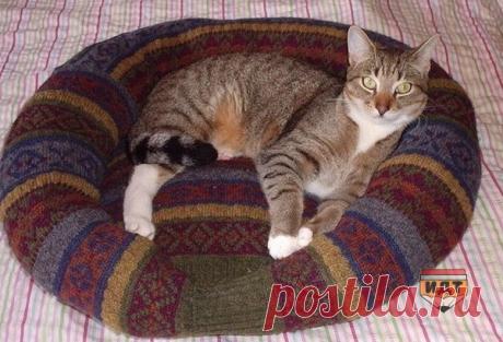 Лежак для кота из старого свитера — Сияние Жизни