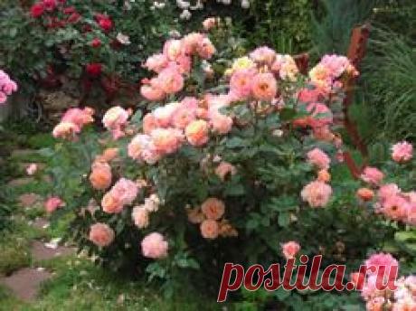 Для всех розозависимых - мои любимицы...: Дневник пользователя Anneta57