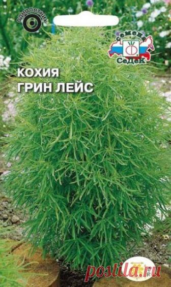 Цветок кохия - особенности выращиания на садовом участке