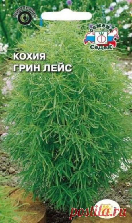 Цветок кохия - особенности выращиания на садовом участке