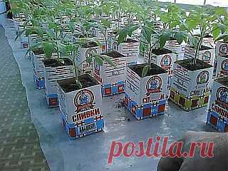 Опыт выращивания рассады помидоров в квартире