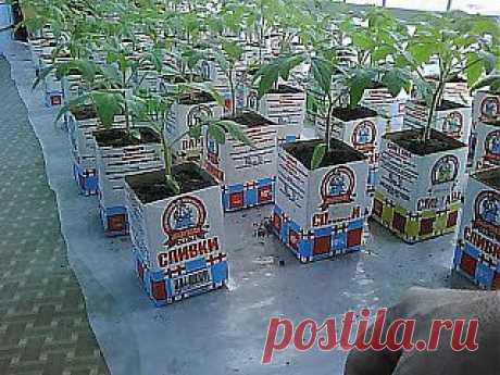 Опыт выращивания рассады помидоров в квартире