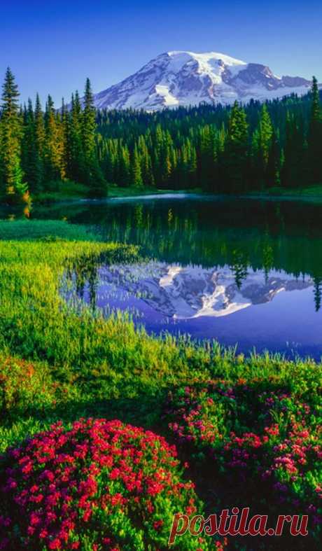 Mt. Rainier and red heather at Reflection Lakes in Mount Rainier National Park, Washington, USA  |  Pinterest • Всемирный каталог идей