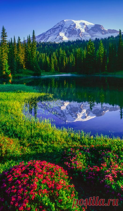 Mt. Rainier and red heather at Reflection Lakes in Mount Rainier National Park, Washington, USA  |  Pinterest • Всемирный каталог идей
