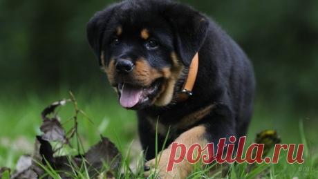 Ротвейлер (36 фото)