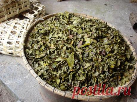 Как приготовить целебный ферментированный чай на зиму.