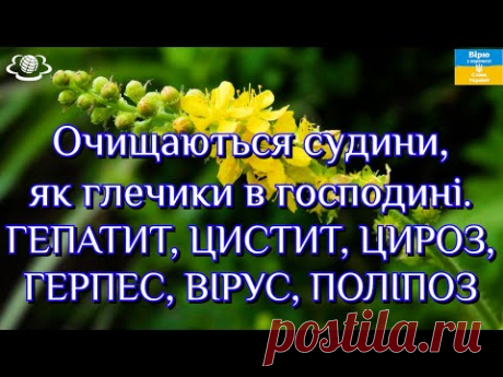 Очищаються судини, як глечики в господині. ГЕПАТИТ, ЦИСТИТ, ЦИРОЗ, ГЕРПЕС, ВІРУС, ПОЛІПОЗ