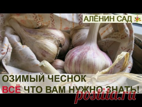 Правильная посадка ОЗИМОГО ЧЕСНОКА. ВСЁ, ЧТО НУЖНО ЗНАТЬ О ПОСАДКЕ!!!