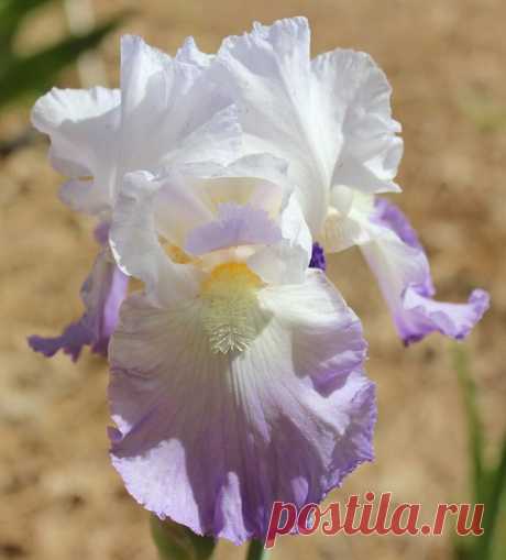 TB Iris germanica 'Favorite Topic' (Schmelzer, 1965)  |  Найдено на сайте bluebirdhavenirisgarden.com.
