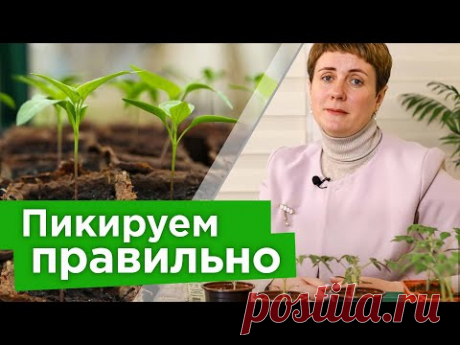 ЧАСТАЯ ОШИБКА ПРИ ПИКИРОВКЕ томатов, перцев и баклажанов из-за которых значительно уменьшится урожай