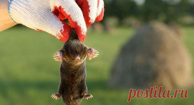 КАК ПРОГНАТЬ КРОТОВ С ОГОРОДА
Кроты – насекомоядные, они не едят корни растений, но те из них, что встречаются у крота на пути во время его бурной подземной деятельности, животное повреждает.
Если на вашем приусадебном участке появился крот, он будет портить грядки и газоны постоянно. От него очень трудно избавиться, даже если вы применяли крысиный яд, ветряные отпугивающие мельнички, рыбьи головы, крот в следующем сезоне все равно посетит ваш участок. 
Чтобы животное поки...