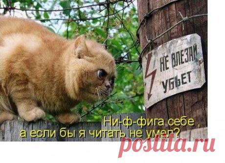 Ура! Пятница! Зверский юмор! | Давай поговорим