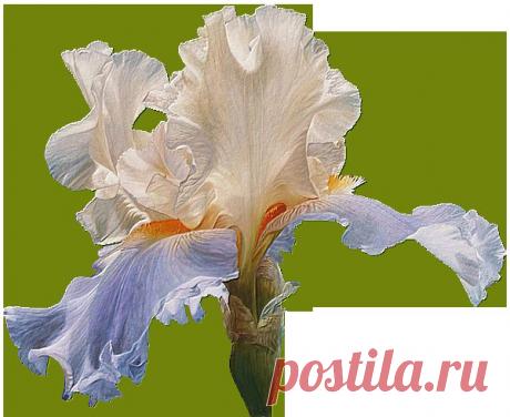 ирис