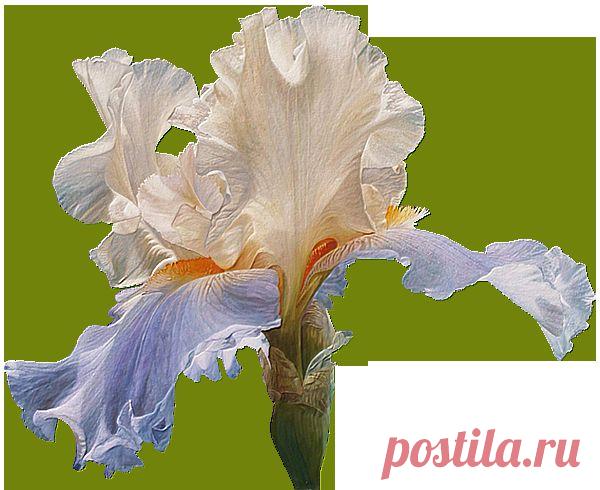 ирис