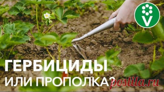 Как БОРОТЬСЯ С СОРНЯКАМИ? Вся правда о ГЕРБИЦИДАХ