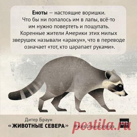 Собрали для вас познавательные открытки из книги "Животные Севера". Сохраняйте, чтобы потом почитать необычные факты вместе с детьми. Книга на сайте МИФа -