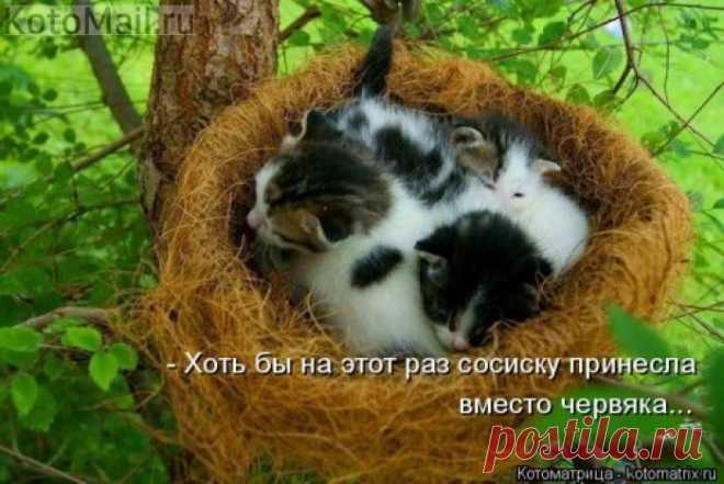 Птенцы