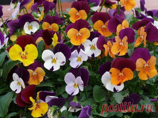 ЦВЕТЫ ИЗ СКАЗКИ - АНЮТИНЫ ГЛАЗКИ