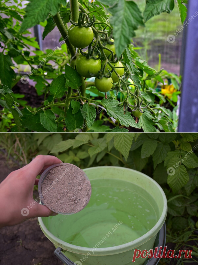 Самые лучшие Удобрения для подкормки Томатов в Июне, чтобы они быстрее росли и давали отличный Урожай | Моя успешная дача | Яндекс Дзен
