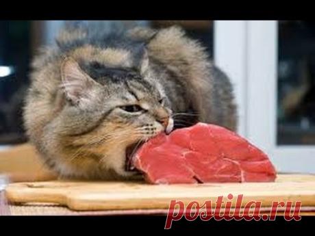 ПРАВИЛЬНОЕ ПИТАНИЕ  для кошки! ЗДОРОВАЯ кошка