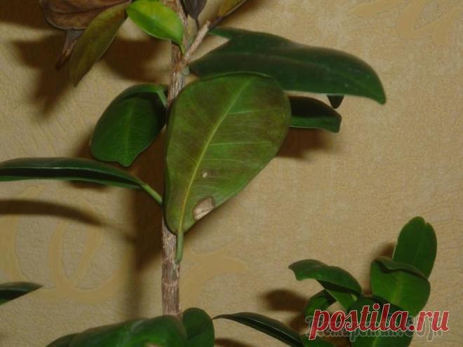 Болезни азалии: почему сбрасывает листья, засыхает и не цветет? Как спасти и реанимировать?